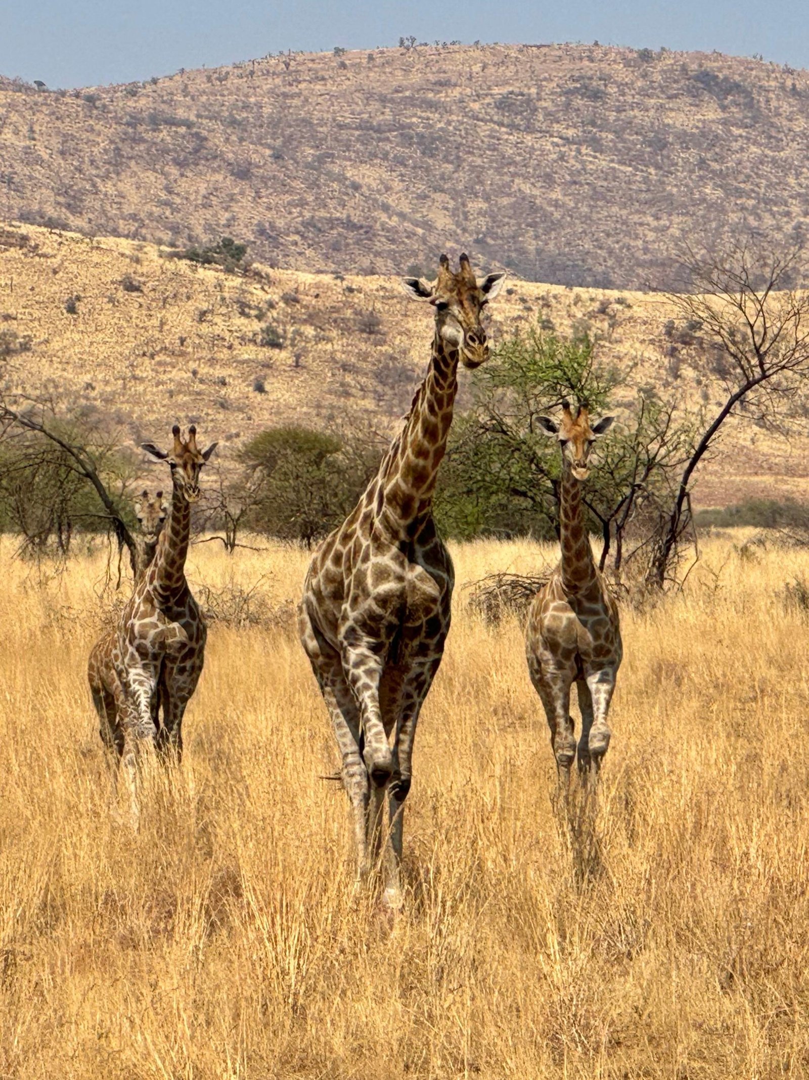 Acacia tree silhouette against soft sky on the African savannah